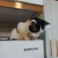 واگذاری گربه