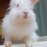 خرگوش لوپ سفید|موش و خرگوش|تبریز, |دیوار