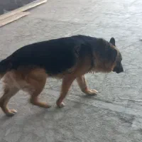 ژرمن نر  وپیت بول جهت کشش