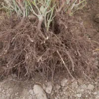 ریشه کنده رز هلندی و ساناز|گل و گیاه طبیعی|محلات, |دیوار