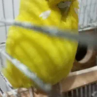 مرغ عشق انگلیسی a