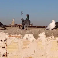 مشهد کفتر کفتر مسافت آدرس مشهد|پرنده|رضویه, |دیوار