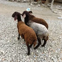 بره افشاری پرواری و کشتاری و نذری (گوسفند)|حیوانات مزرعه|گنبد کاووس, |دیوار