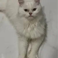 جفت گیری با گربه ماده نژاد گربه بریتیش اصل سفید