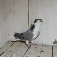 دمگیر|پرنده|اصفهان, سرتاوه|دیوار