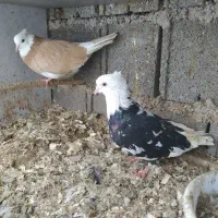 کبوتر تزیینی و زینتی معاوضه