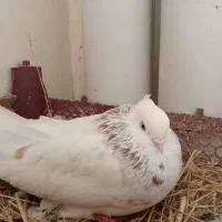کبوتر