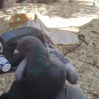 دوعدد کبوتر پلاکی|پرنده|آبادان, |دیوار