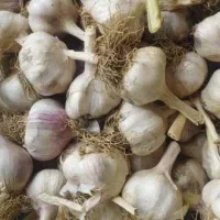 سیر درجه یک بذری