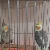 عروس هلندی مولد