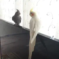 عروس هلندی دستی