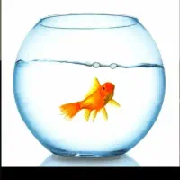 ماهی عید ماهی قرمز و هفت سین