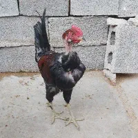 خروس محلی|حیوانات مزرعه|برازجان, |دیوار