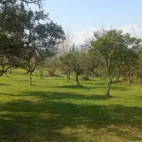 زمین-بافت-زرد-مسکونی-شیرود