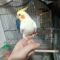 کوتوله عروس هلندی سهره