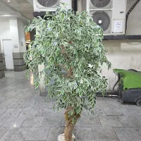 درخت بنجامین ابلق