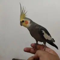 عروس هلندی نر . دستی|پرنده|شیراز, کرونی(خاتونک)|دیوار