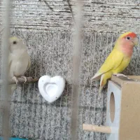 فروش یک جفت طوطی برزیلی