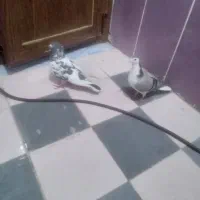 کبوتر|پرنده|مسجد سلیمان, |دیوار