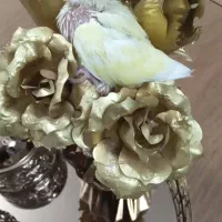 جوجه طوطی برزیلی