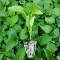 فروش نشا صیفیجات