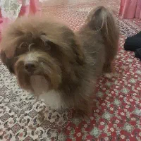 شیتزو معاوضه