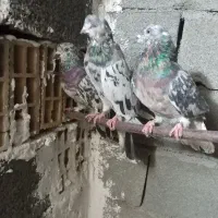 کفتر جفتی ۱۸۰۰|پرنده|صباشهر, |دیوار