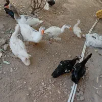 فروشی|حیوانات مزرعه|مسجد سلیمان, |دیوار