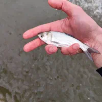 فروش بچه ماهی پرورشی کپور آمور|ماهی|کرج, ترمینال کلانتری|دیوار