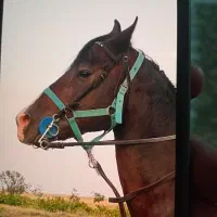 اسب کرد|اسب و تجهیزات اسب‌سواری|ابهر, |دیوار