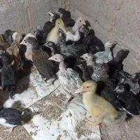 جوجه یا نیمچه مرغ و خروس محلی و گلین.|حیوانات مزرعه|شوش, |دیوار