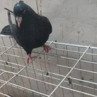 کفتر|پرنده|فسا, |دیوار