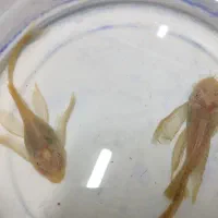 کت پوزه و آنجل