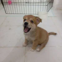 سگ پامرانین اشپیتز نر