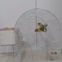 ۱ جفت طوطی برزیلی بهمراه قفس و لونه|پرنده|قزوین, |دیوار