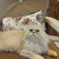 گربه گمشده در جعفری مذهب