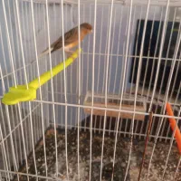 قناری دارچین و سهره چار گل|پرنده|مشهد, سجادیه|دیوار