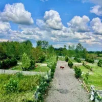 قیمت-باور-نکردنی-جنگلی-12-ماهه