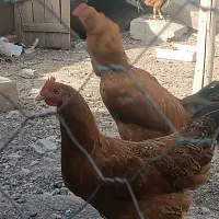 مرغ و خروس لاری محلی