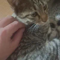 واگذاری دو بچه گربه ۸ماهه