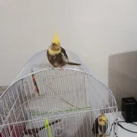 عروس هلندی زیبا