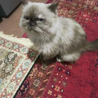 هیمالین فلت|گربه|بابل, |دیوار