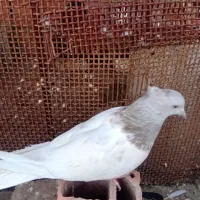 کبوتر|پرنده|بم, |دیوار