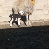 16راس میش بره دار