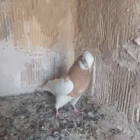 کفتر طوقی کله سینه|پرنده|شیراز, دکتر حسابی|دیوار