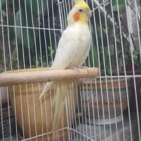 عروس هلندی