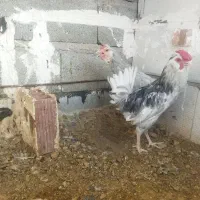 مرغ و خروس گلین