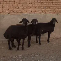 ۳ راس بره قوچی افشاری