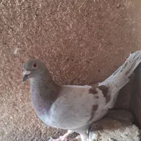 کبوتر پلاکی|پرنده|اصفهان, حصه شمالی|دیوار