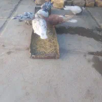 کفتر بهبهونی و پلاکی|پرنده|سیدان, |دیوار